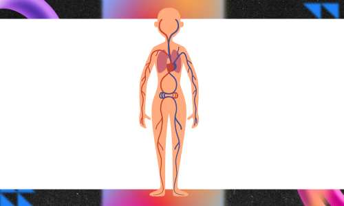 blood circulation veins