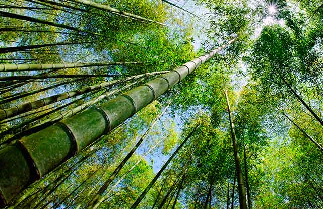 bamboo trees